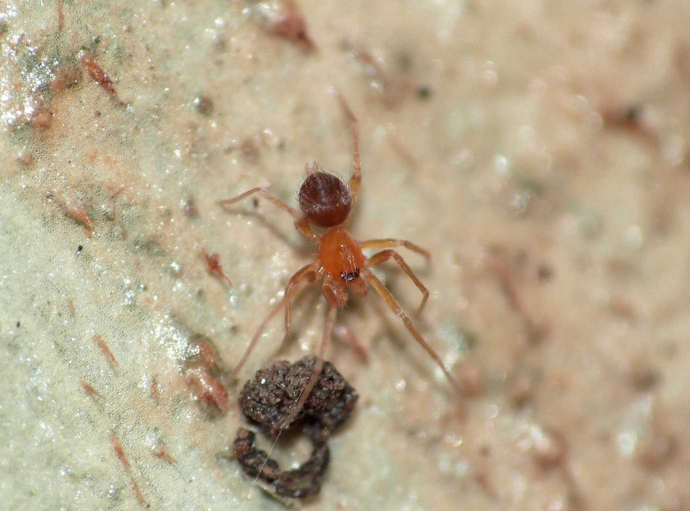 Ragnetto rosso:  Orchestina sp. (Oonopidae) - Lazio